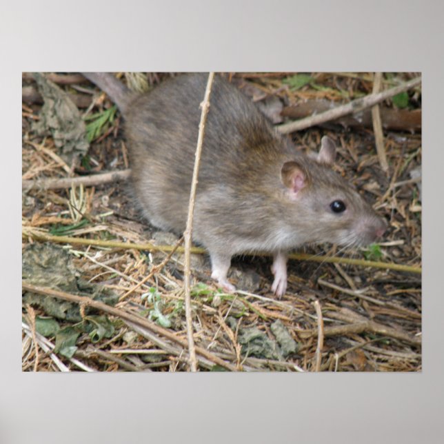Impresión de viaje por campo de rata silvestre (Frente)