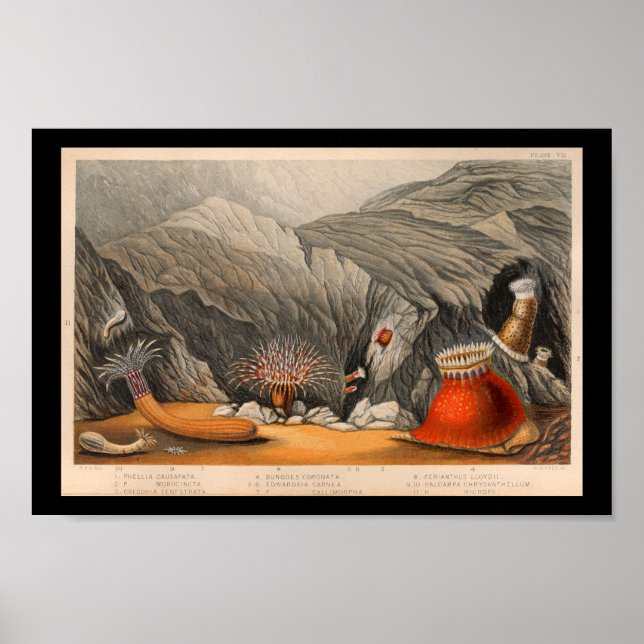 Impresión de vida marina de Anemone Ocean Sea (Frente)