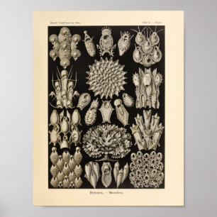 Impresión de vida marina de Ernst Haeckel negro vi