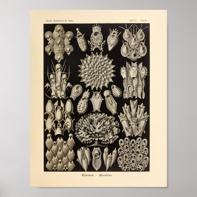 Impresión de vida marina de Ernst Haeckel negro vi (Frente)
