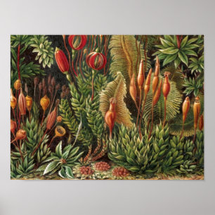 Impresión de vida útil de la planta de Haeckel