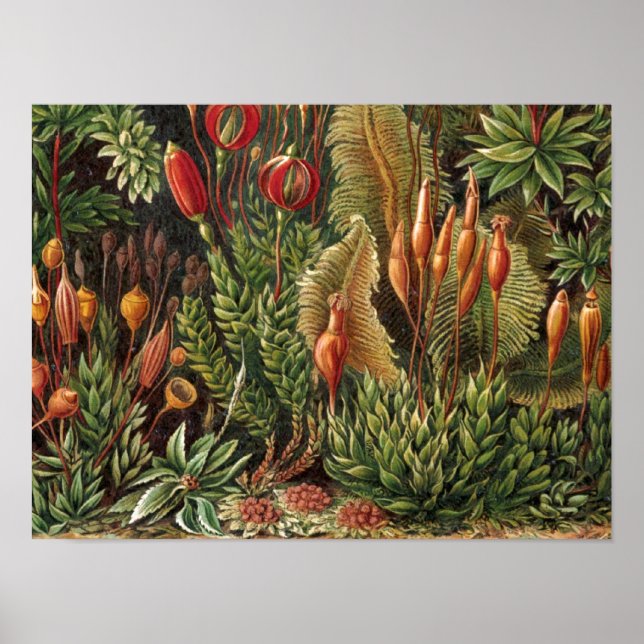 Impresión de vida útil de la planta de Haeckel (Frente)