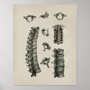 Impresión de vintage de anatomía de espina humana