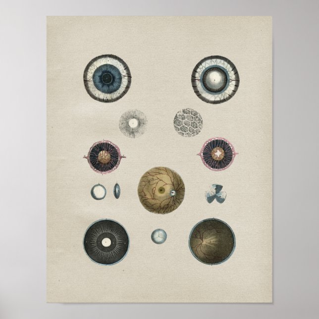 Impresión de vintage de anatomía ocular humana (Frente)