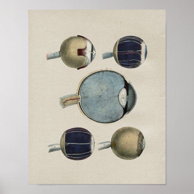 Impresión de vintage de anatomía ocular humana (Frente)