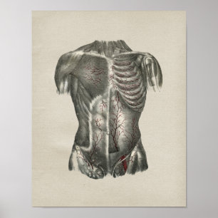 Impresión de vintage de anatomía thorax humana
