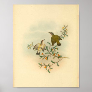 Impresión de vintage de pájaro de Flycatcher con c