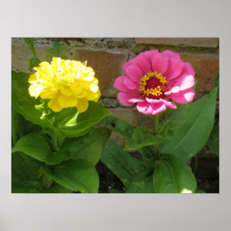 Impresión de zinnias rosas y amarillas