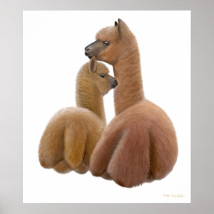 Impresión del amor de la alpaca
