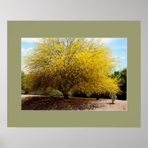 Impresión del árbol de Palo Verde