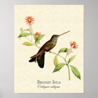 Impresión del arte Bronzy Inca Hummingbird
