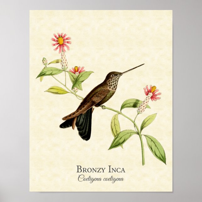 Impresión del arte Bronzy Inca Hummingbird (Frente)