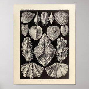 Impresión del arte de Acephala Ernst Haeckel del