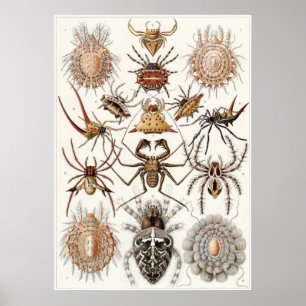 Impresión del arte de Ernst Haeckel: Arácnidos