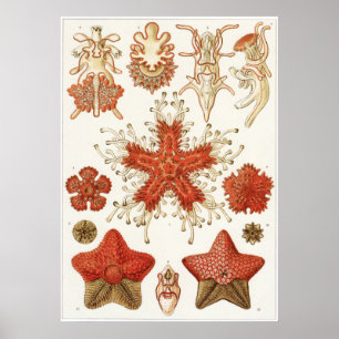 Impresión del arte de Ernst Haeckel: Asteridea