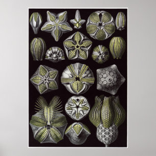 Impresión del arte de Ernst Haeckel: Blastoidea
