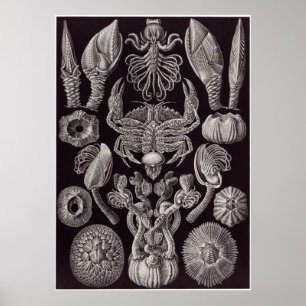 Impresión del arte de Ernst Haeckel: Cirripedia