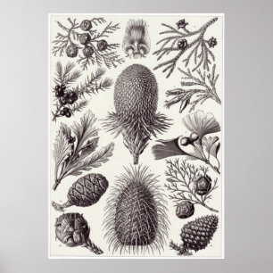 Impresión del arte de Ernst Haeckel: Coniferae