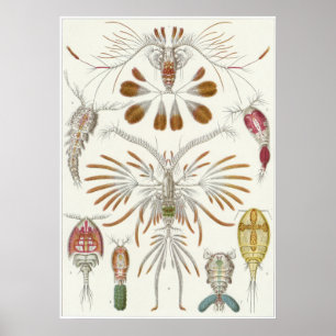 Impresión del arte de Ernst Haeckel: Copepoda