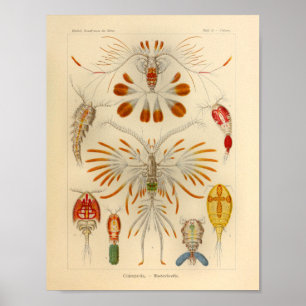 Impresión del arte de Ernst Haeckel del color de