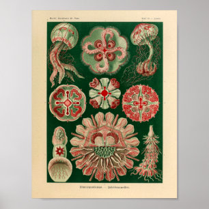 Impresión del arte de Ernst Haeckel del color de