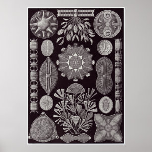 Impresión del arte de Ernst Haeckel: Diatomea