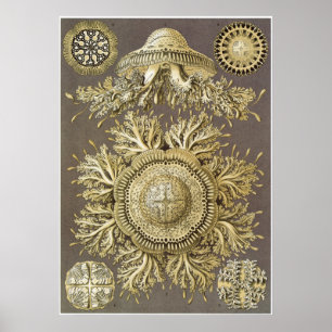 Impresión del arte de Ernst Haeckel: Discomedusae