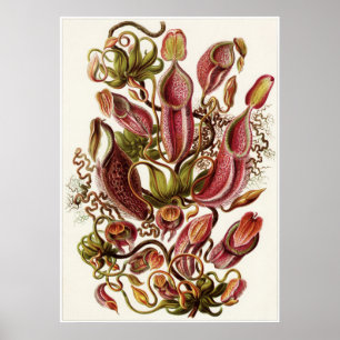 Impresión del arte de Ernst Haeckel: Nepenthaceae