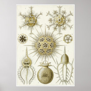 Impresión del arte de Ernst Haeckel: Phaeodaria
