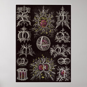 Impresión del arte de Ernst Haeckel: Stephoidea