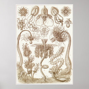 Impresión del arte de Ernst Haeckel: Tubulariae
