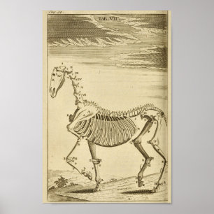 Impresión del arte de la anatomía del esqueleto de