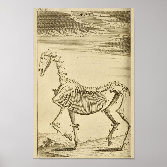 Impresión del arte de la anatomía del esqueleto de (Frente)