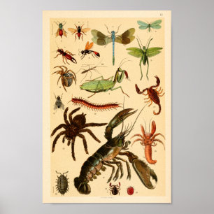 Impresión del arte de la colección de la araña 