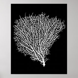 impresión del arte de la fan coralina blanca