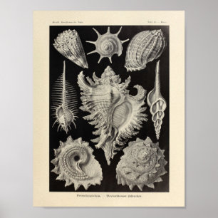 Impresión del arte de Prosobranchia Ernst Haeckel
