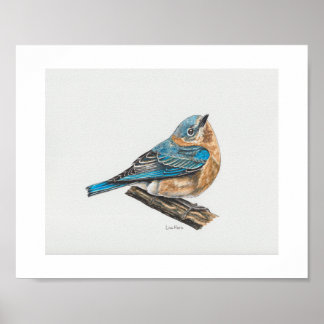 Impresión del arte del Bluebird femenino oriental