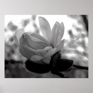 Impresión del Bloom Primario