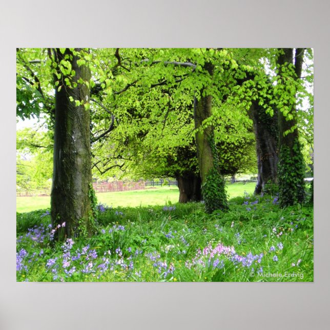 impresión del bosque Bluebell de primavera (Frente)