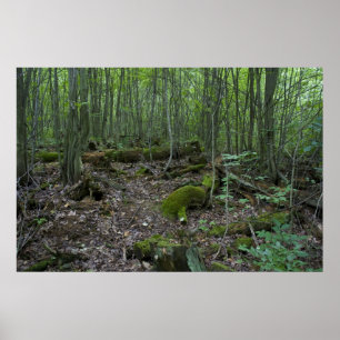 Impresión del bosque de Michigan