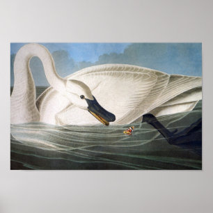 Impresión del cisne de trompetista de Audubon