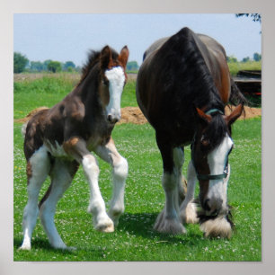 impresión del clydesdale y de la potra