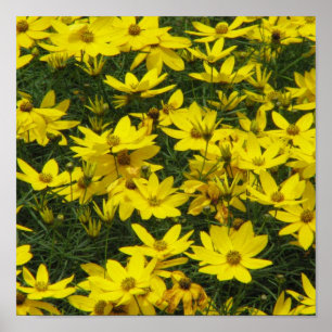 Impresión del Coreopsis
