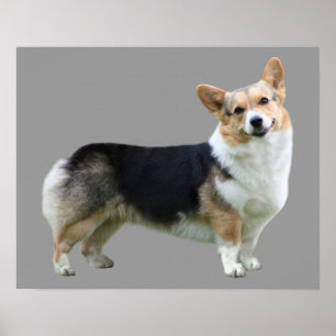 Impresión del Corgi Galés del Pembroke