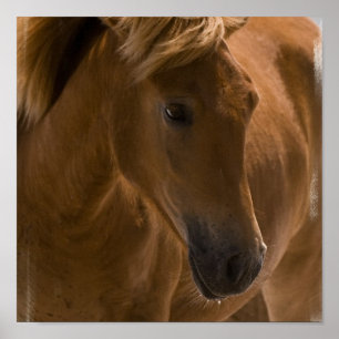 Impresión del diseño del caballo de la castaña