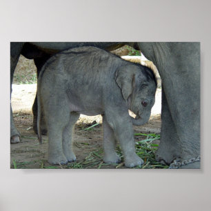 Impresión del elefante del bebé