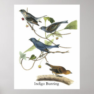 Impresión del empavesado de añil de Audubon