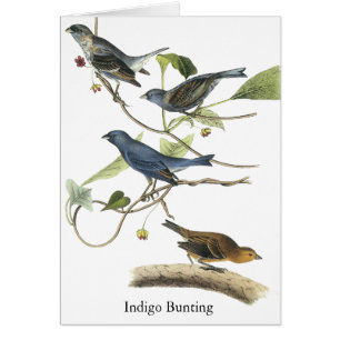 Impresión del empavesado de añil de Audubon