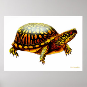 Impresión del este de la tortuga de caja