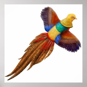 Impresión del faisán de oro